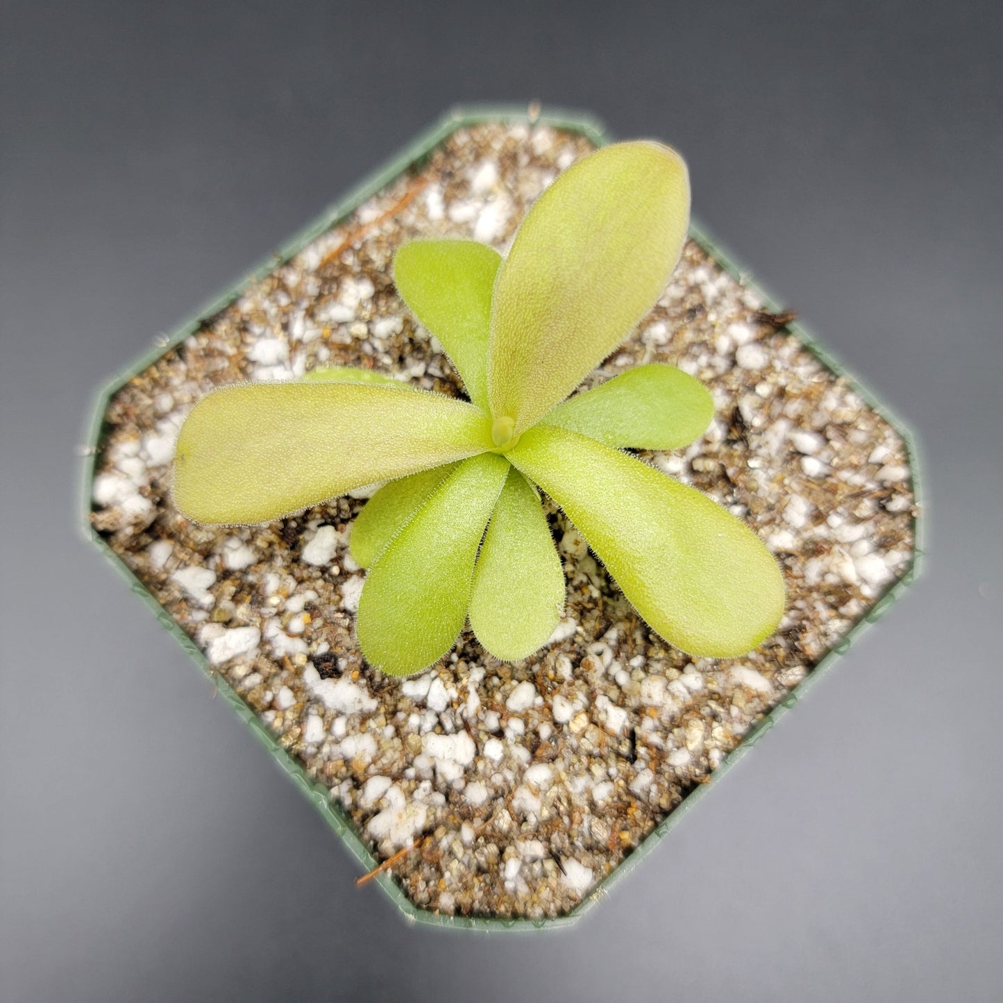 Pinguicula gigantea red live plant