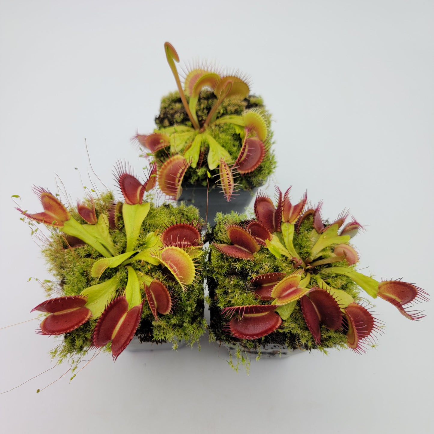 Venus atrapamoscas (Dionaea muscipula) 'Schuppenstiel II' x 'Schuppenstiel II'