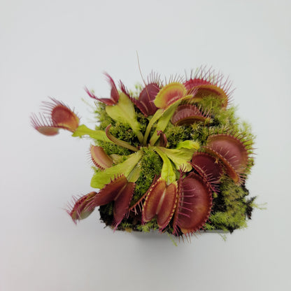 Venus atrapamoscas (Dionaea muscipula) 'Schuppenstiel II' x 'Schuppenstiel II'
