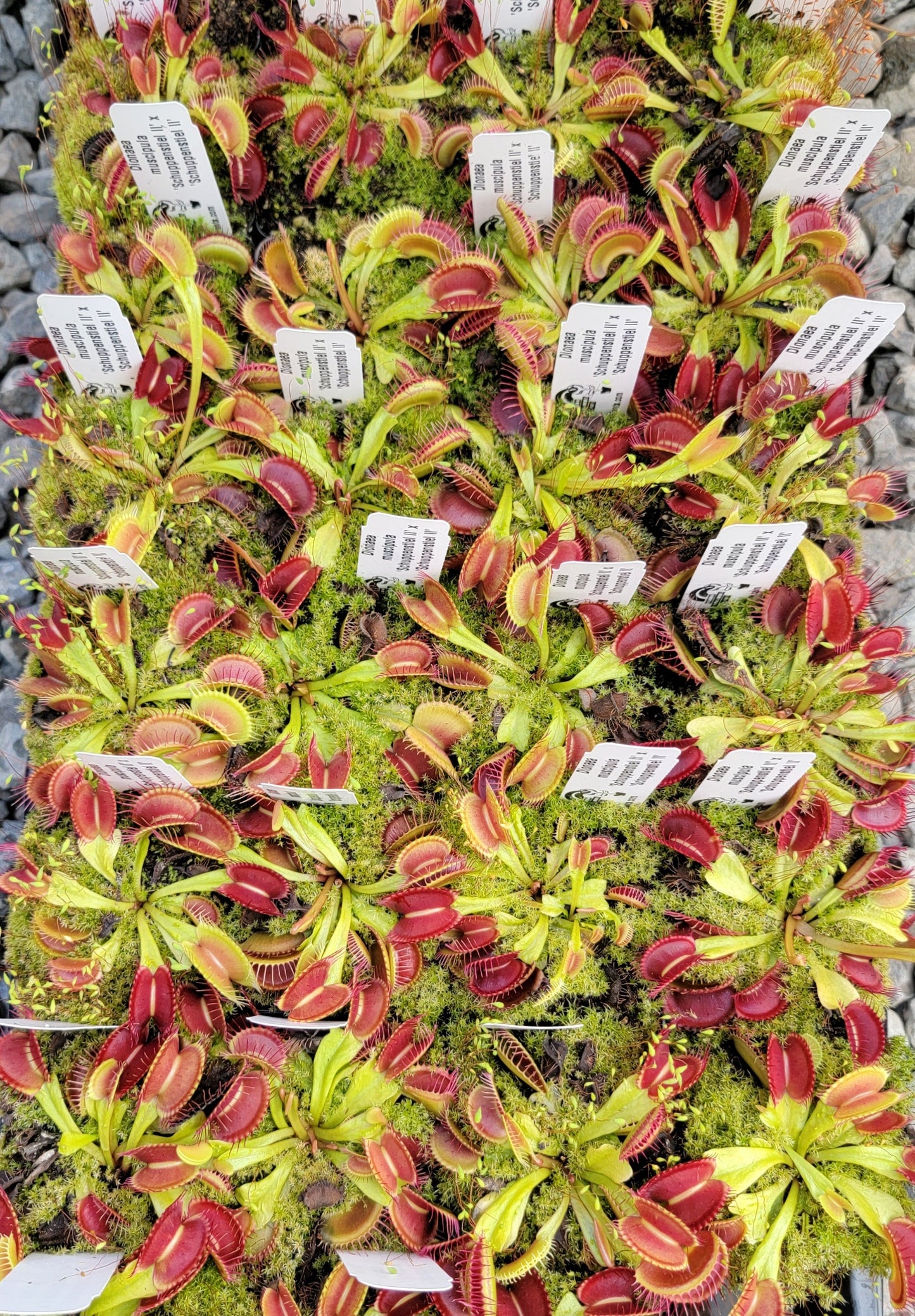 Venus atrapamoscas (Dionaea muscipula) 'Schuppenstiel II' x 'Schuppenstiel II'
