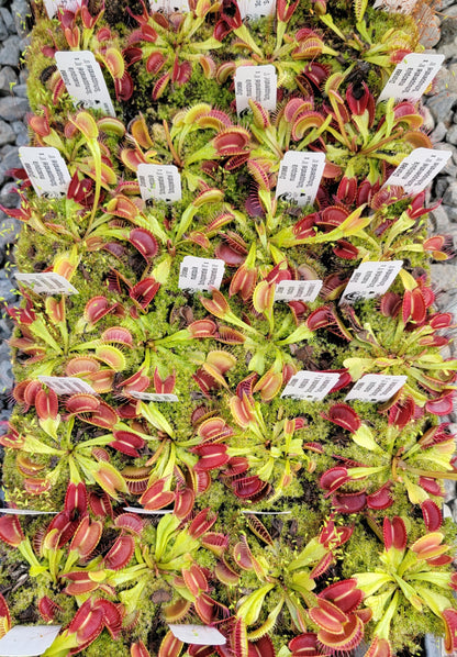 Venus atrapamoscas (Dionaea muscipula) 'Schuppenstiel II' x 'Schuppenstiel II'