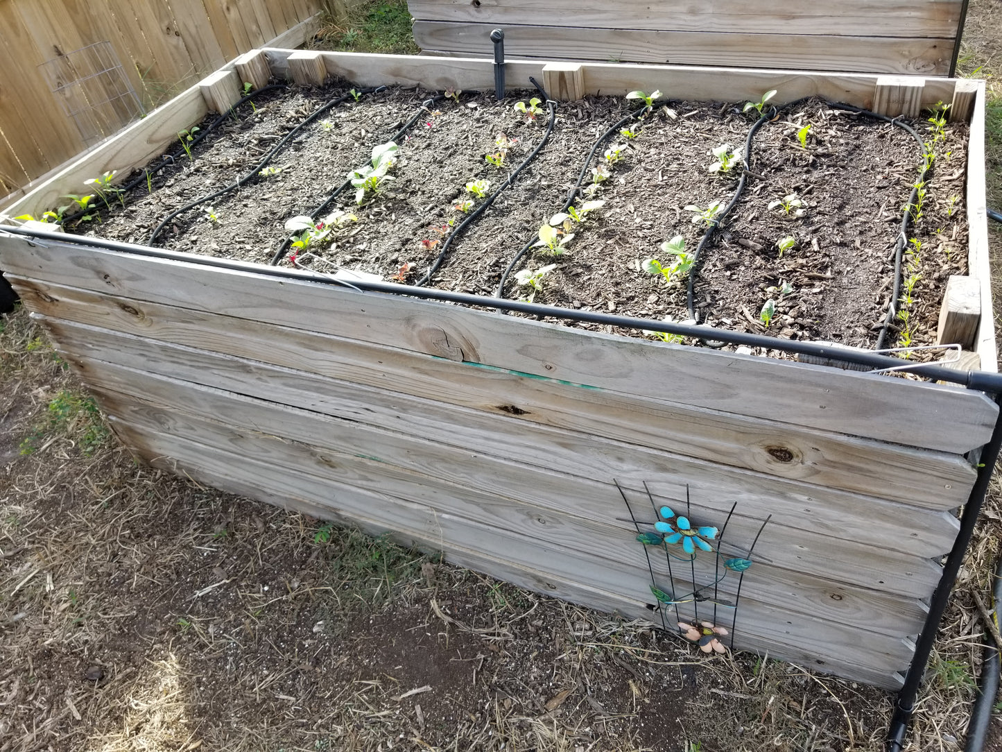 Raised bed gardens installed a few years ago. Odinary greying of wood in the outdoors.