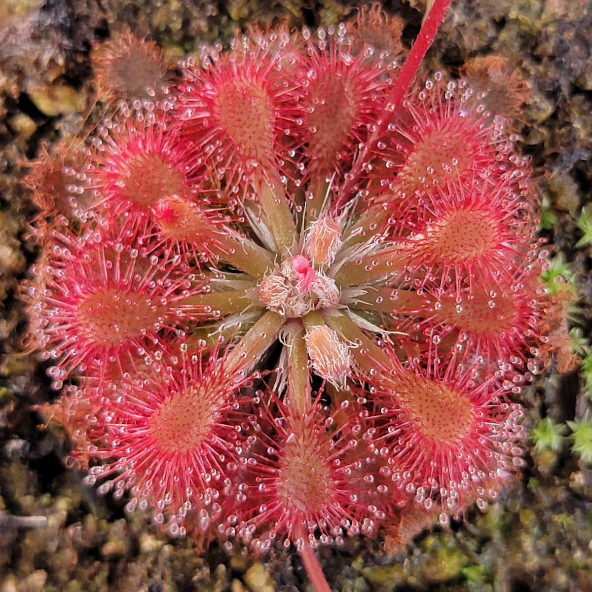 Drosera oblanceolata carnivorous plant with pink-red rosettes and dew droplets, potted houseplant on Tampa Home & Garden Store