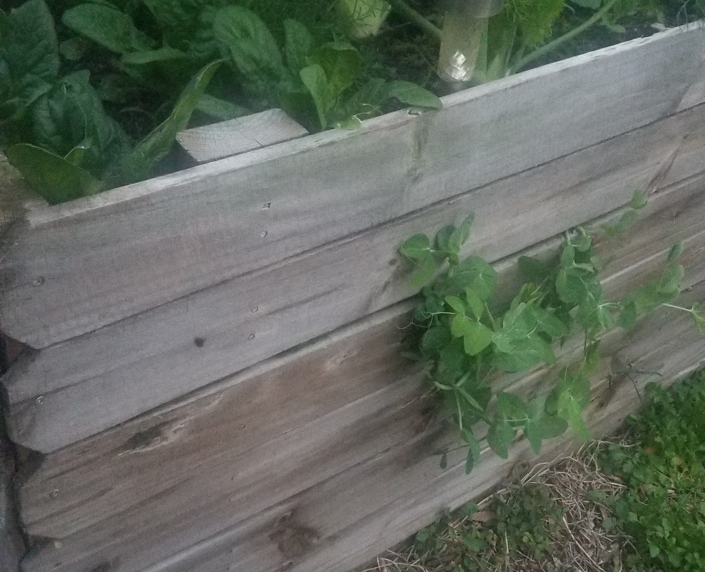 Raised Garden Bed Assembled & Filled - 3'x6'x29in