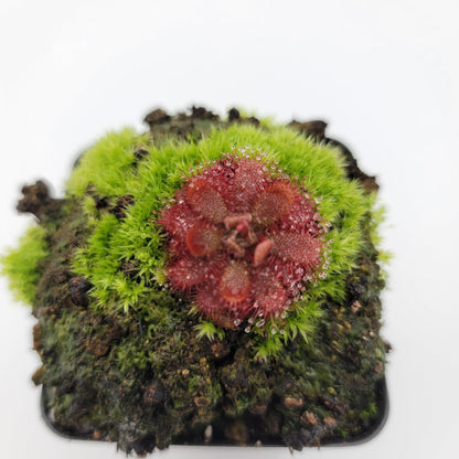 Drosera tomentosa sundew with red rosettes in mossy pot Rainbow Carnivorous Plants on Tampa Home & Garden Store