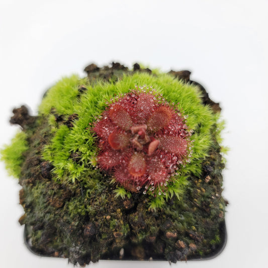 Drosera tomentosa sundew with red rosettes in mossy pot Rainbow Carnivorous Plants on Tampa Home & Garden Store