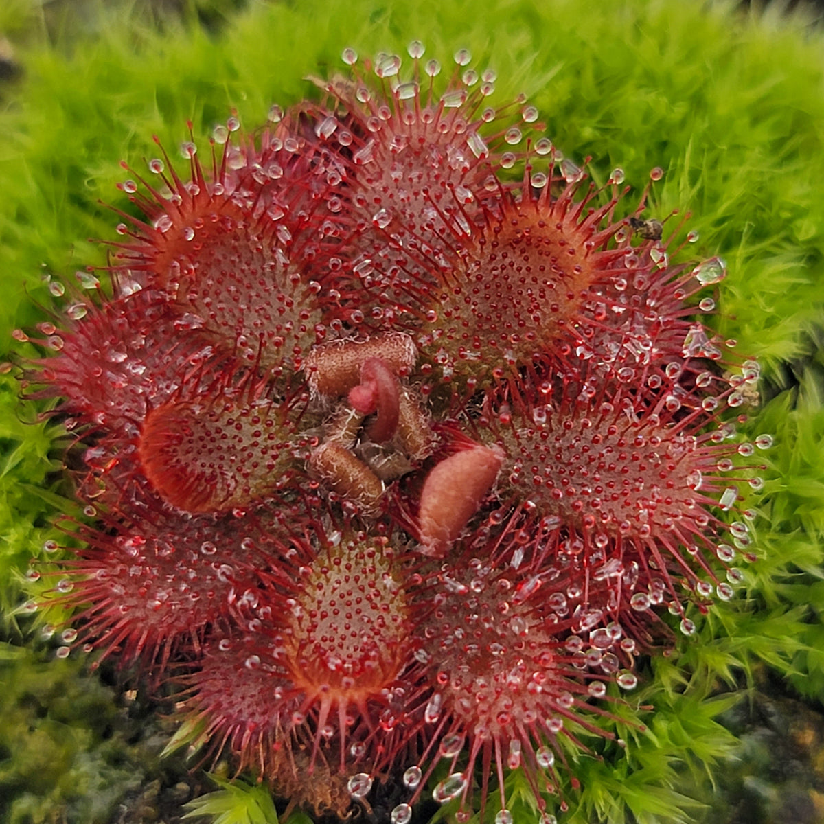 Drosera tomentosa sundew plant red rosette in pot Rainbow Carnivorous Plants LLC on Tampa Home & Garden Store