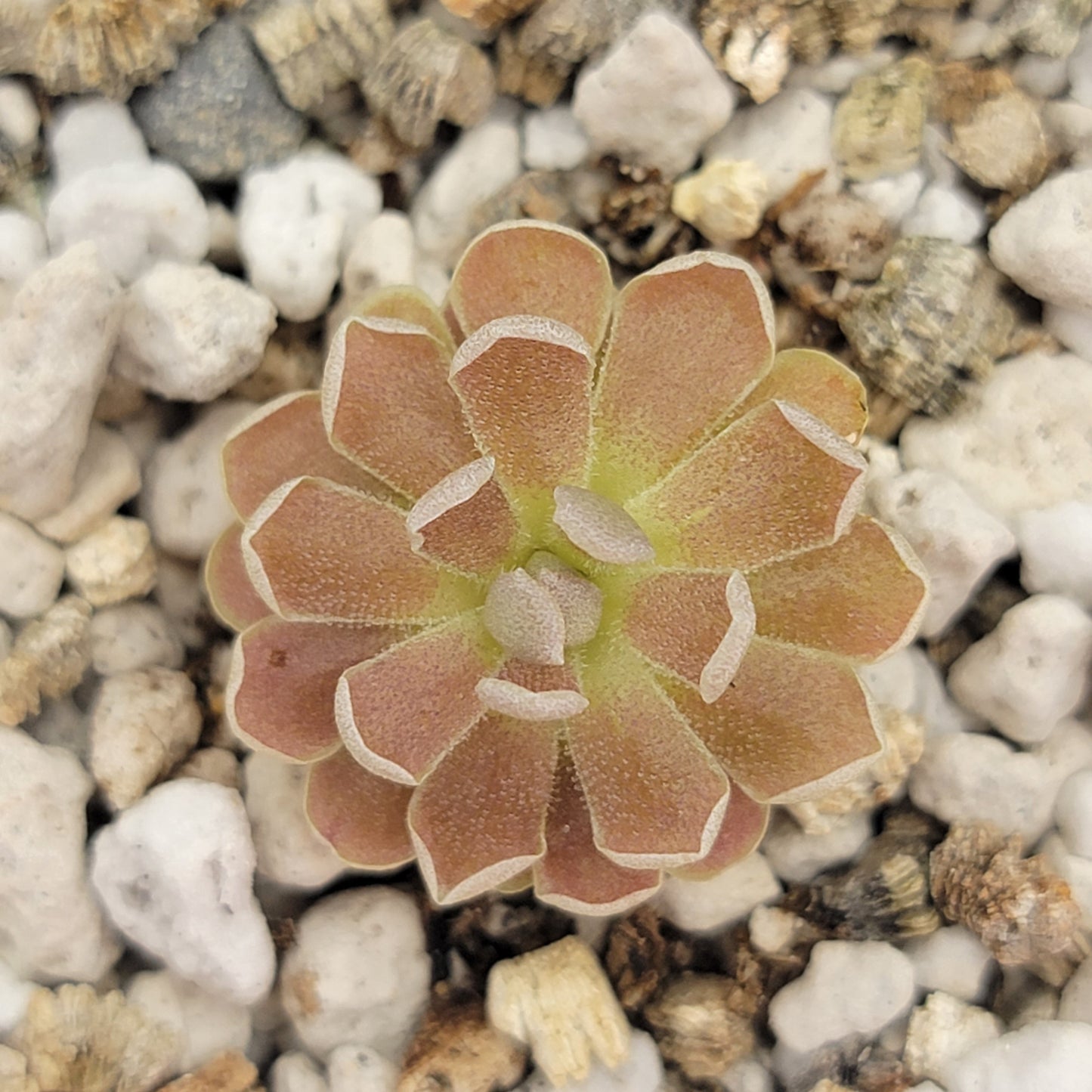 Pinguicula debbertiana 'Morado Metálico'