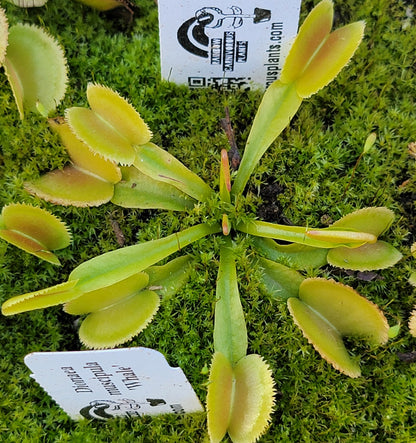 Venus flytrap Whale cultivar, lime-green traps with serrations Rainbow Carnivorous Plants LLC on Tampa Home & Garden Store