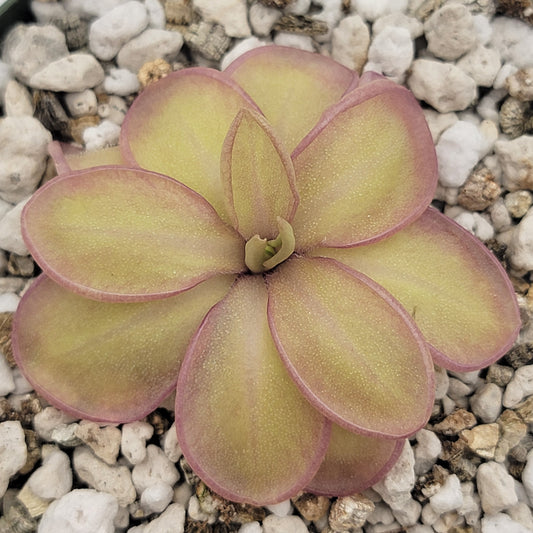 Pinguicula moranensis var. alba x emarginata plant