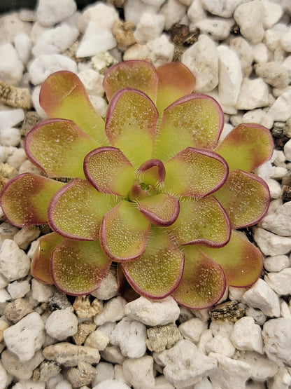 Pinguicula kondoi