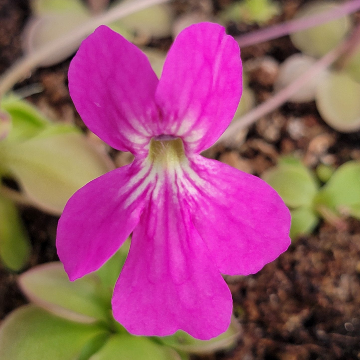 Planta de Pinguicula hemiepiphytica x zamudioana