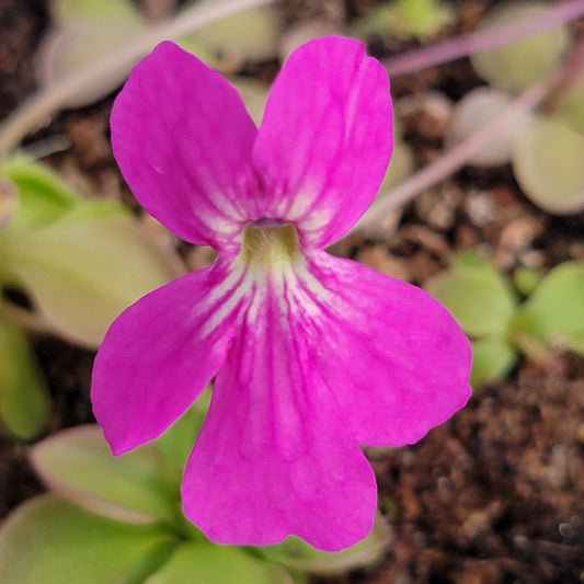 Pinguicula hemiepiphytica x zamudioana Plant
