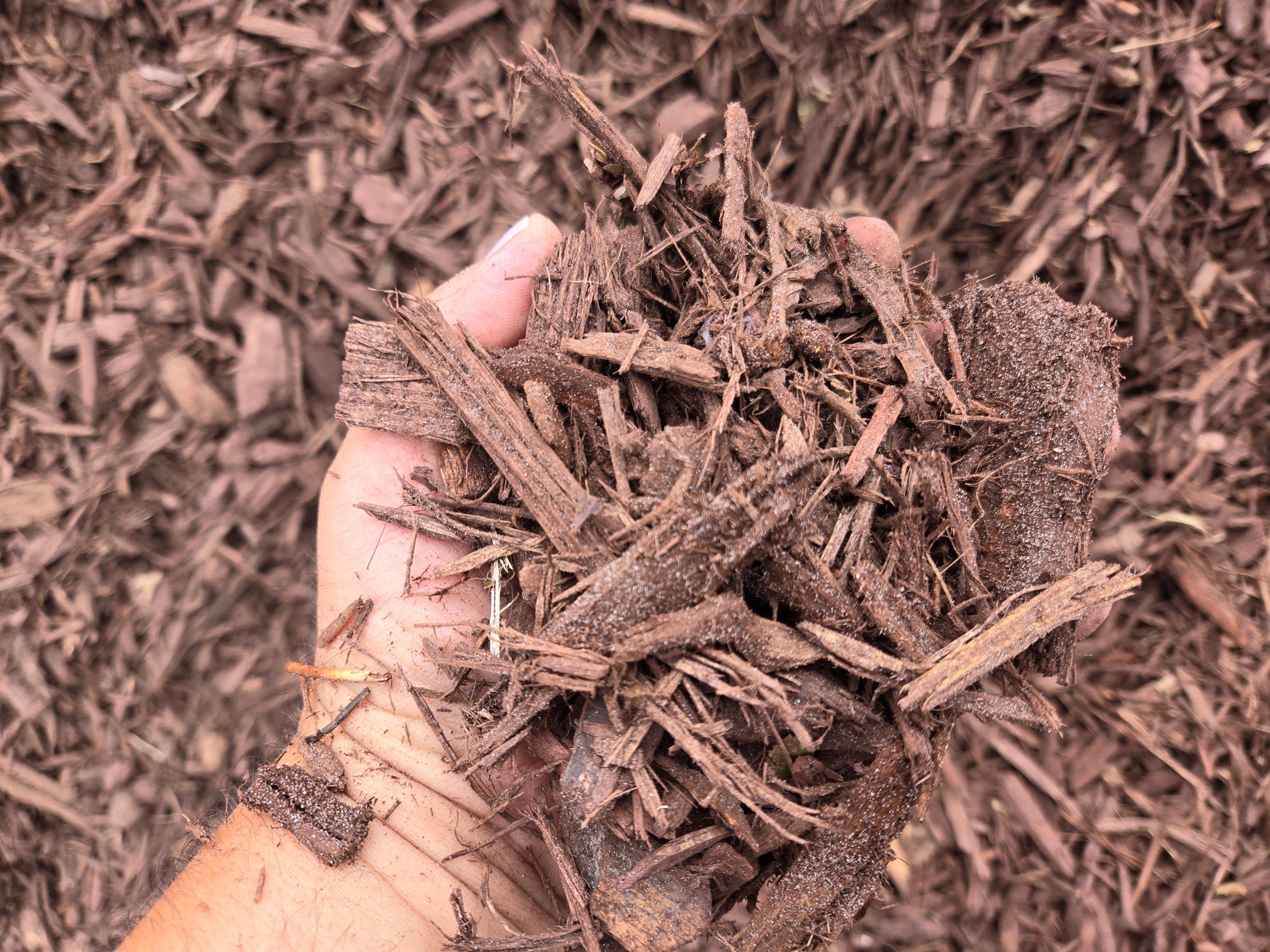 Brown mulch close up in my hand.