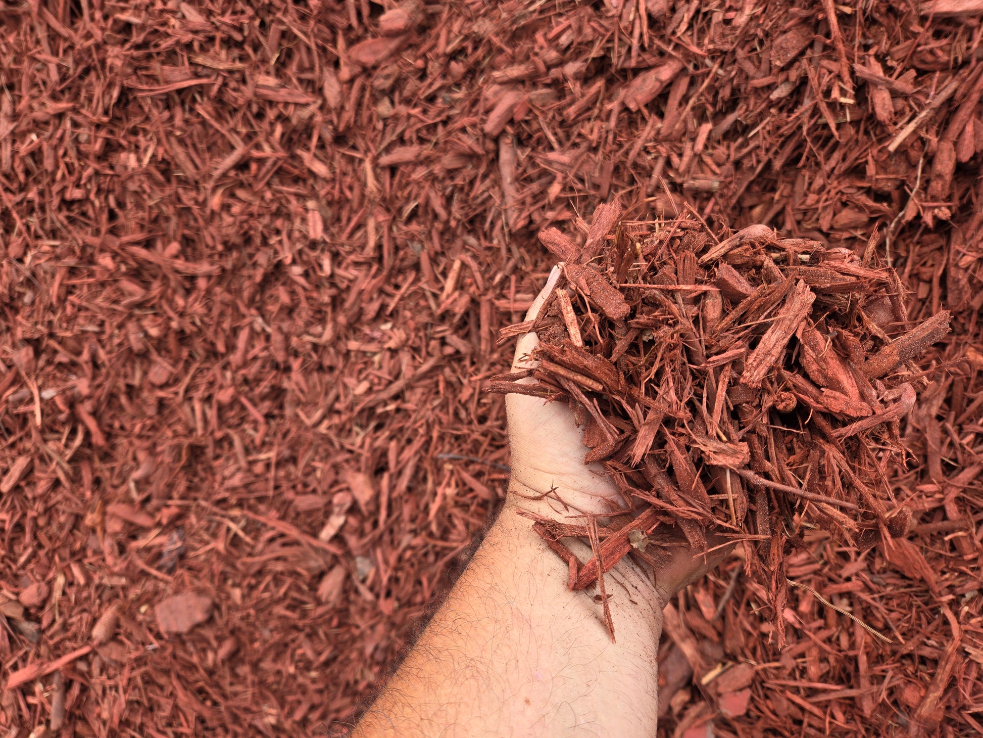 red mulch close up in my hand