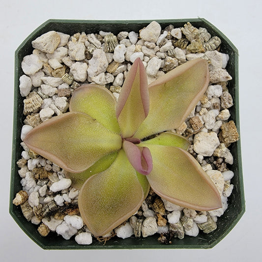 Pinguicula hemiepiphytica x zamudioana Plant