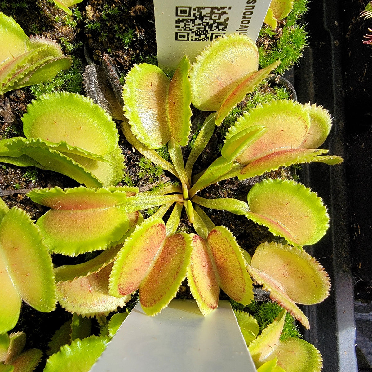 Venus flytrap Whale cultivar with limegreen leaves and pink edges Rainbow Carnivorous Plants LLC on Tampa Home & Garden Store