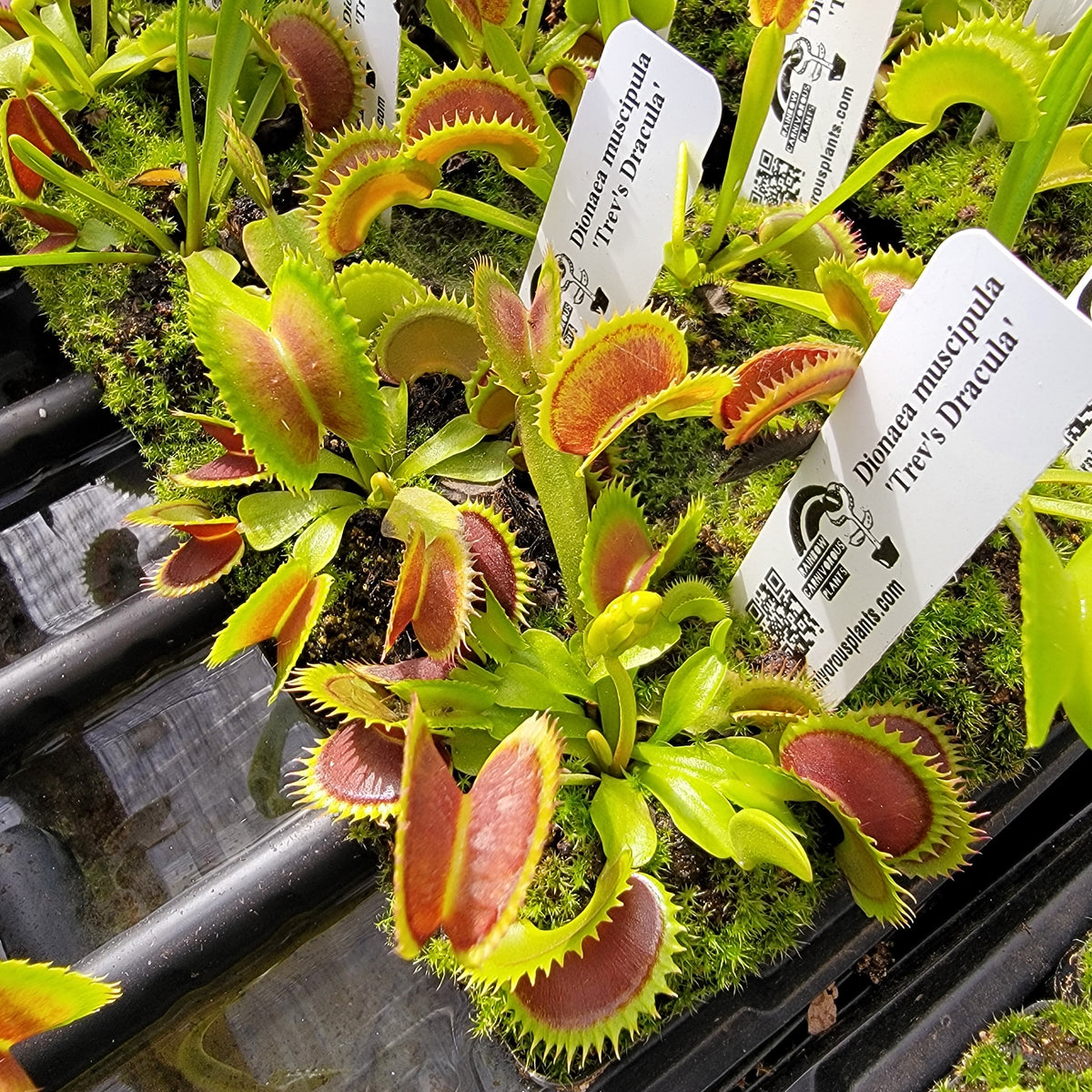 Venus flytrap Trev's Dracula, potted houseplant with red traps and green margins on Tampa Home & Garden Store