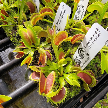 Venus flytrap Trev's Dracula, potted houseplant with red traps and green margins on Tampa Home & Garden Store