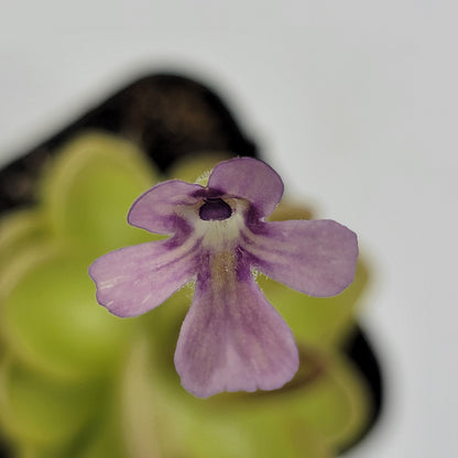 Pinguicula gracilis x laueana live plant