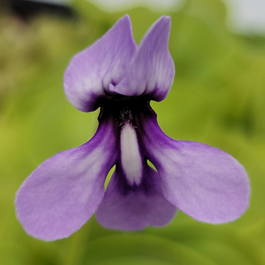 Pinguicula macrophylla - Tampa Home & Garden Store