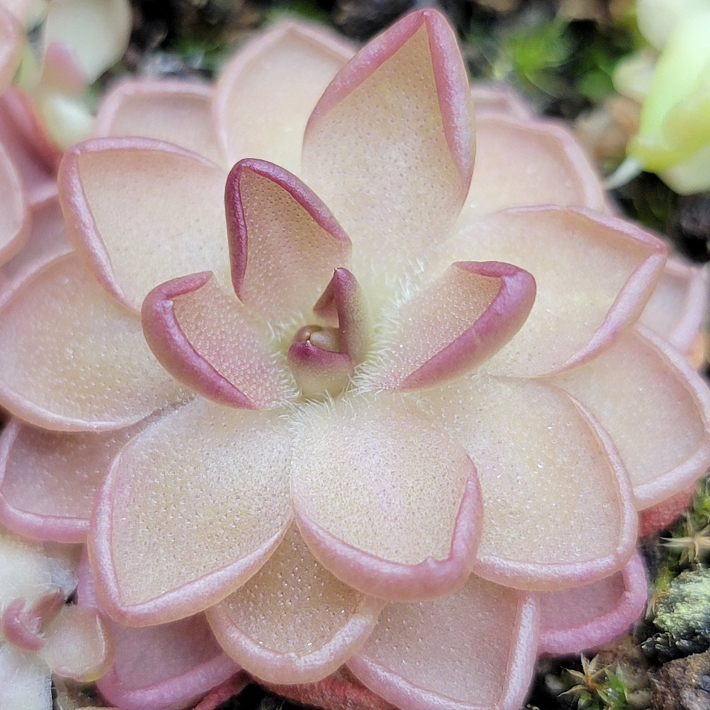 Pinguicula gracilis x laueana live plant