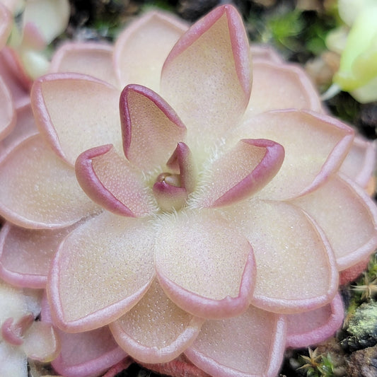 Pinguicula gracilis x laueana live plant