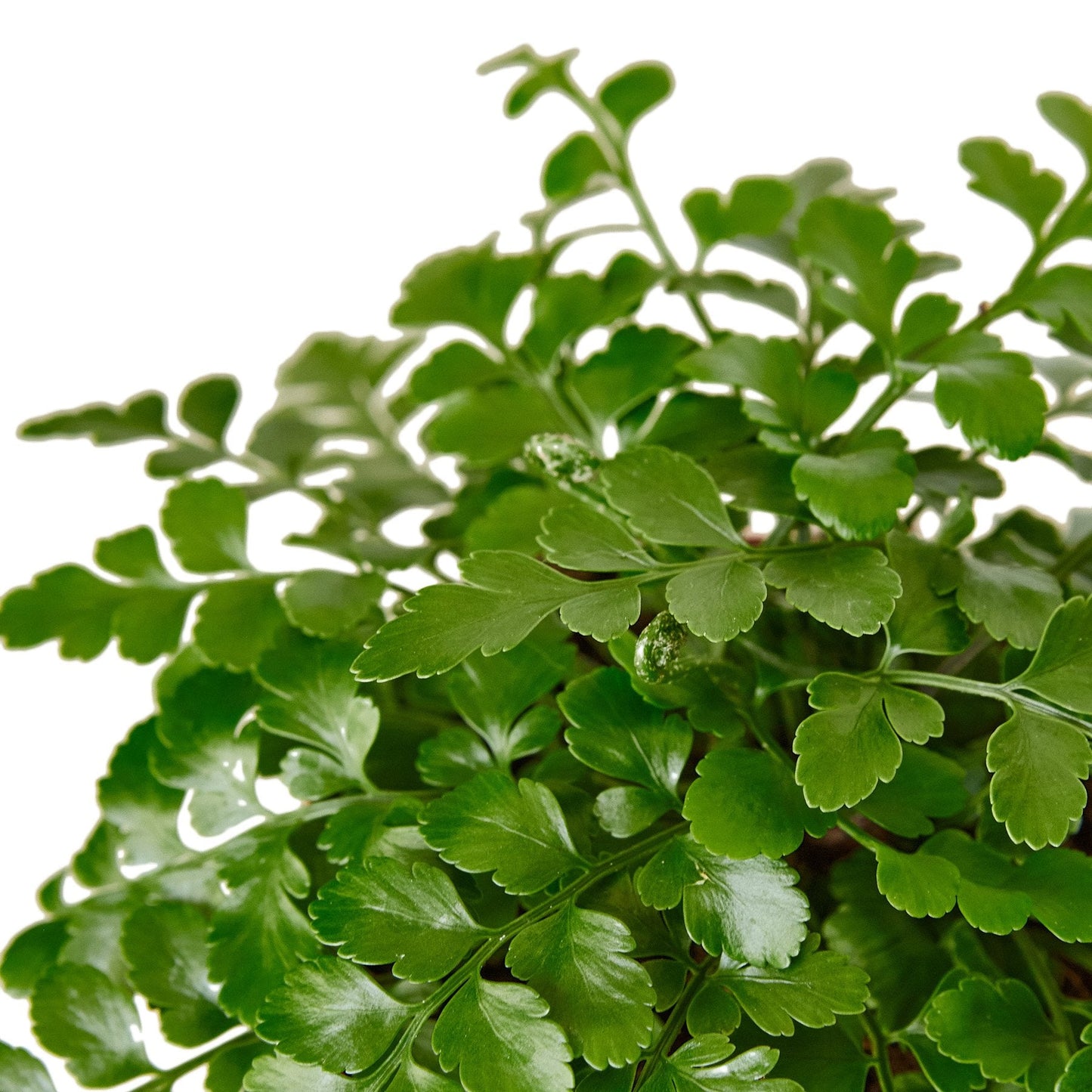 Austral Gem Fern indoor plant with small rounded, scalloped green leaflets on stems on Tampa Home & Garden Store