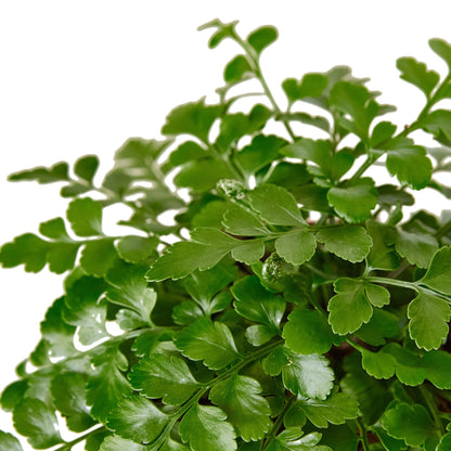Austral Gem Fern indoor plant with small rounded, scalloped green leaflets on stems on Tampa Home & Garden Store