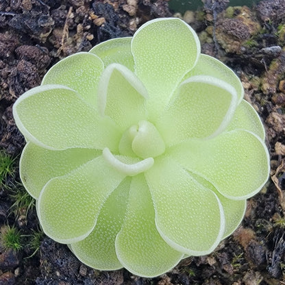 Pinguicula ehlersiae live plant (white flower)