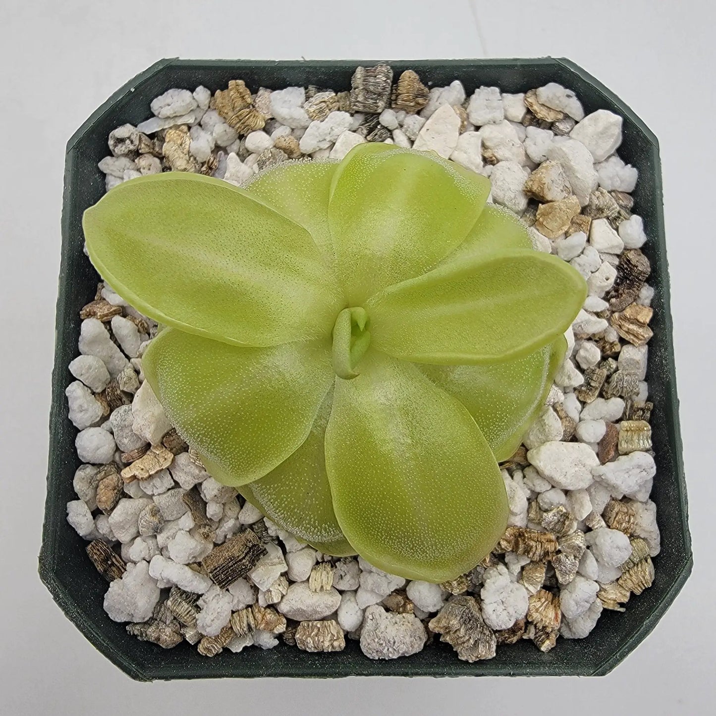 Pinguicula Moranensis Neovolcanica Butterwort