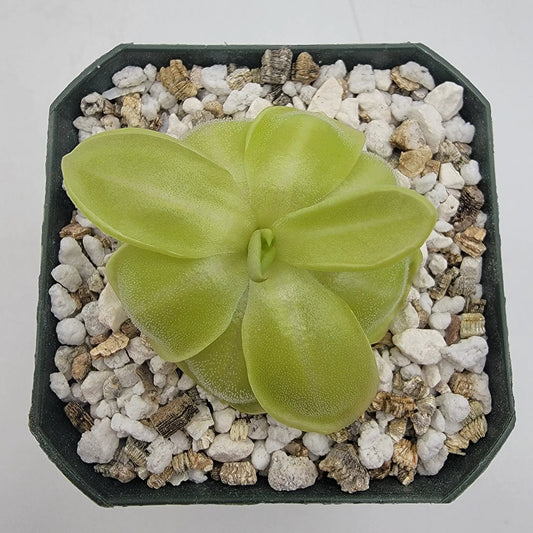 Butterwort Pinguicula moranensis neovolcanica green rosette with textured leaves in gravel pot on Tampa Home & Garden Store