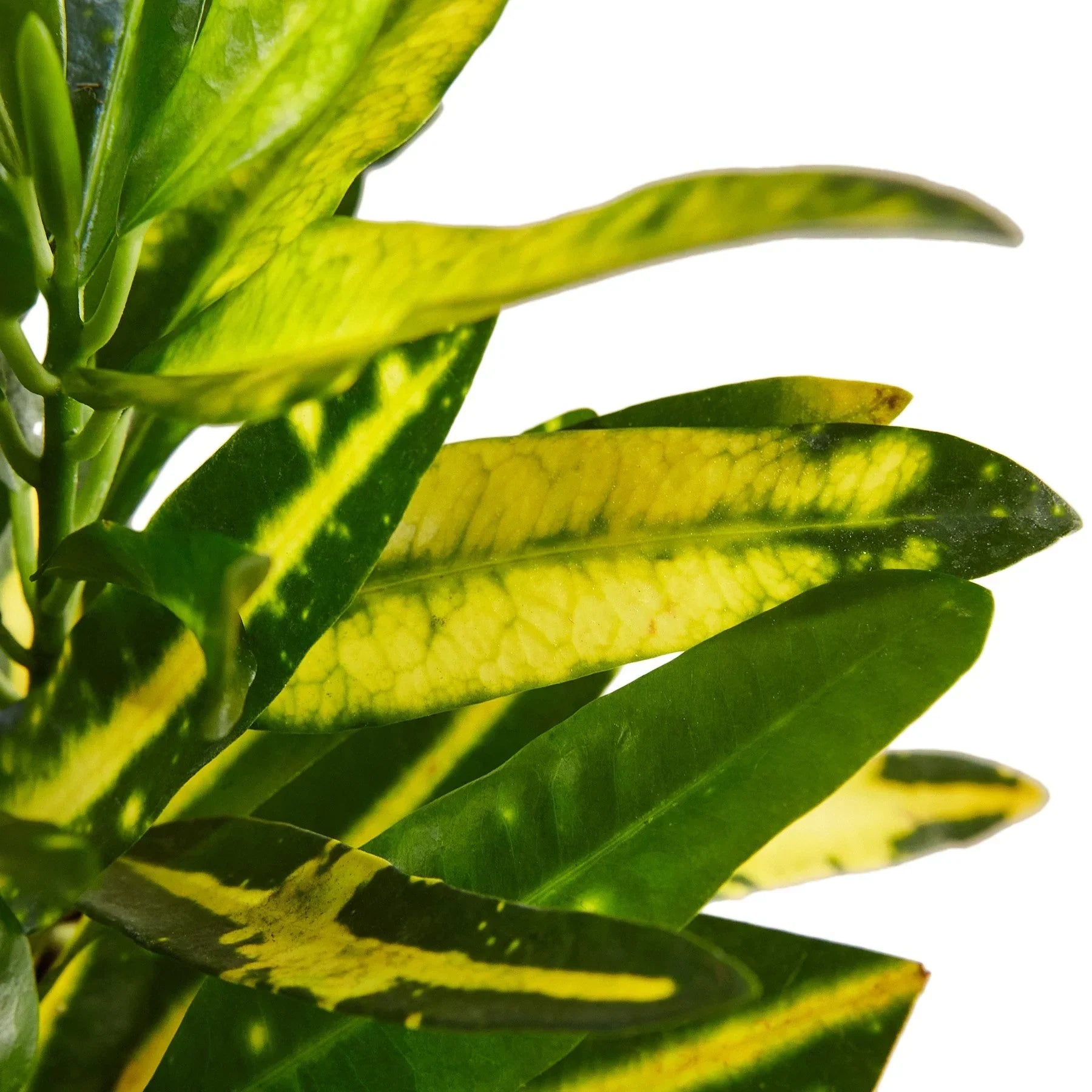 Croton Sunny Star indoor plant variegated yellow green leaves Rooted Treasures Farms on Tampa Home & Garden Store