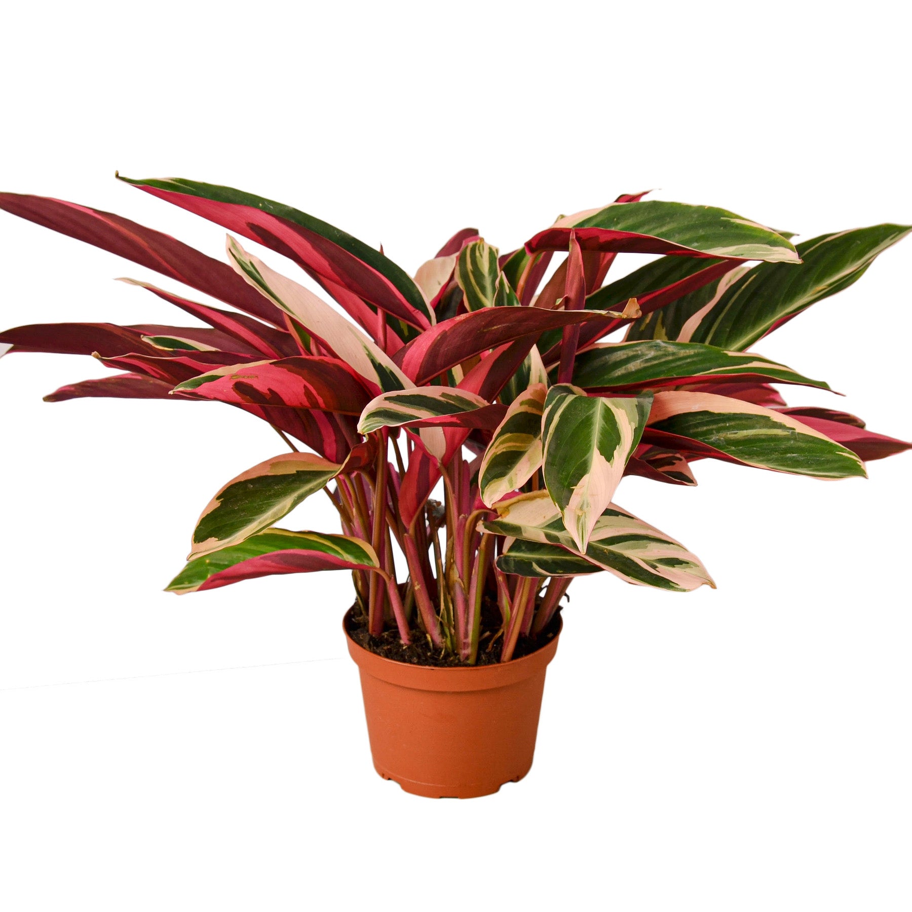 Stromanthe Triostar 6in plant with red, cream and green variegated leaves in a pot on Tampa Home & Garden Store