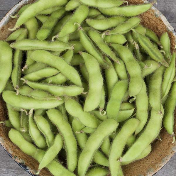 Chiba Green Soybean bean seeds, green edamame variety, Seedtime Store brand in bowl on Tampa Home & Garden Store