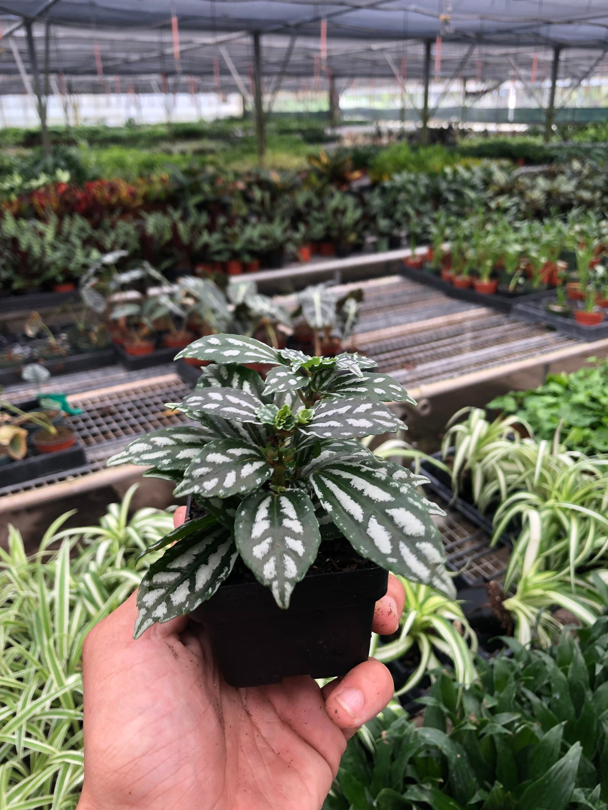 Pilea Aluminum indoor plant with silver variegated leaves in small pot by House Plant Shop on Tampa Home & Garden Store