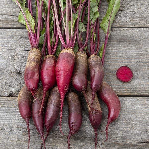 Cylindra beet roots (9) with purple-red cylindrical bulbs and green stems on weathered wood on Tampa Home & Garden Store