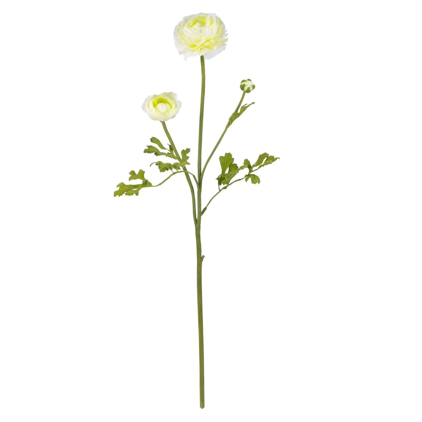 23" Ranunculus Stem (Set of 12)" - Tampa Home & Garden Store