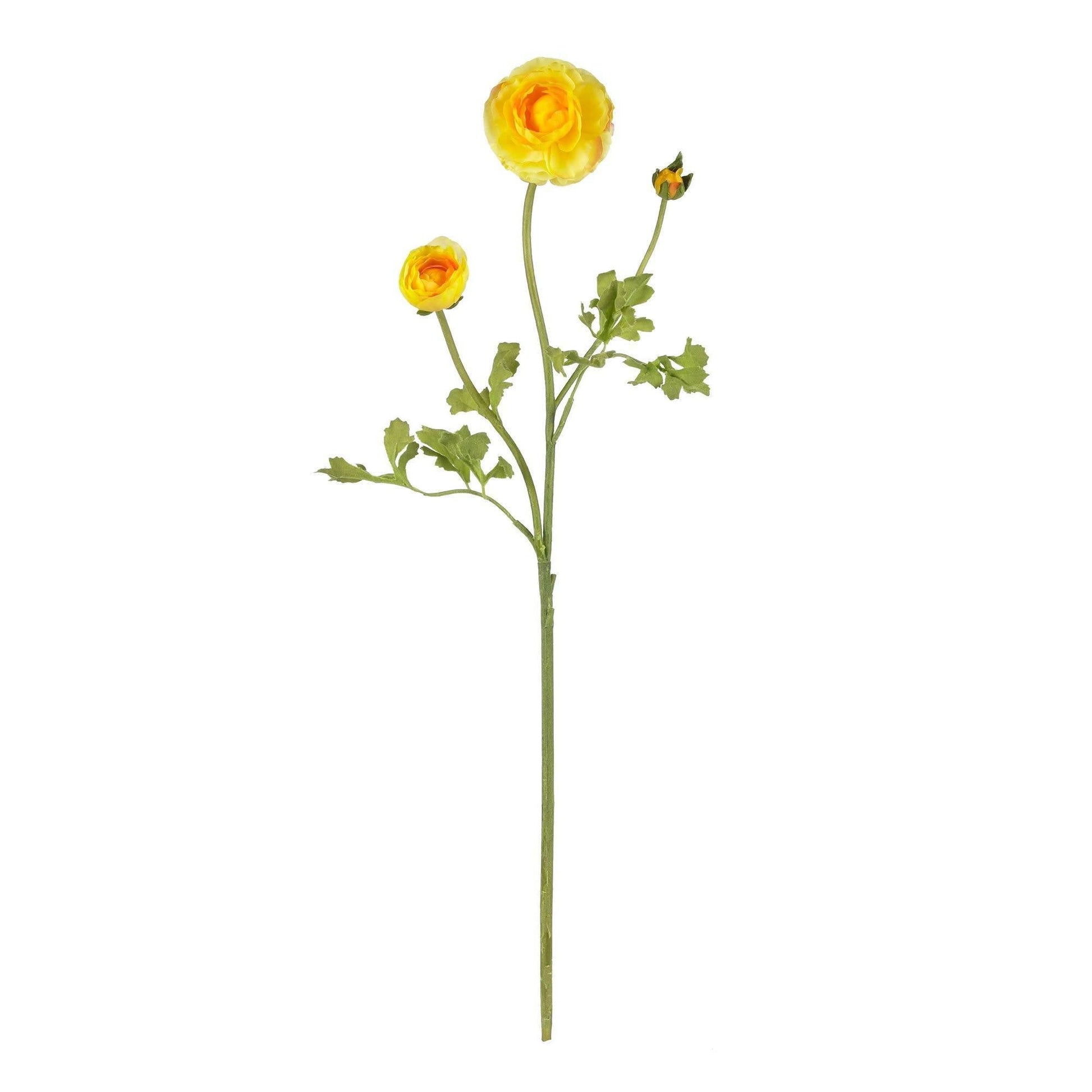23" Ranunculus Stem (Set of 12)" - Tampa Home & Garden Store