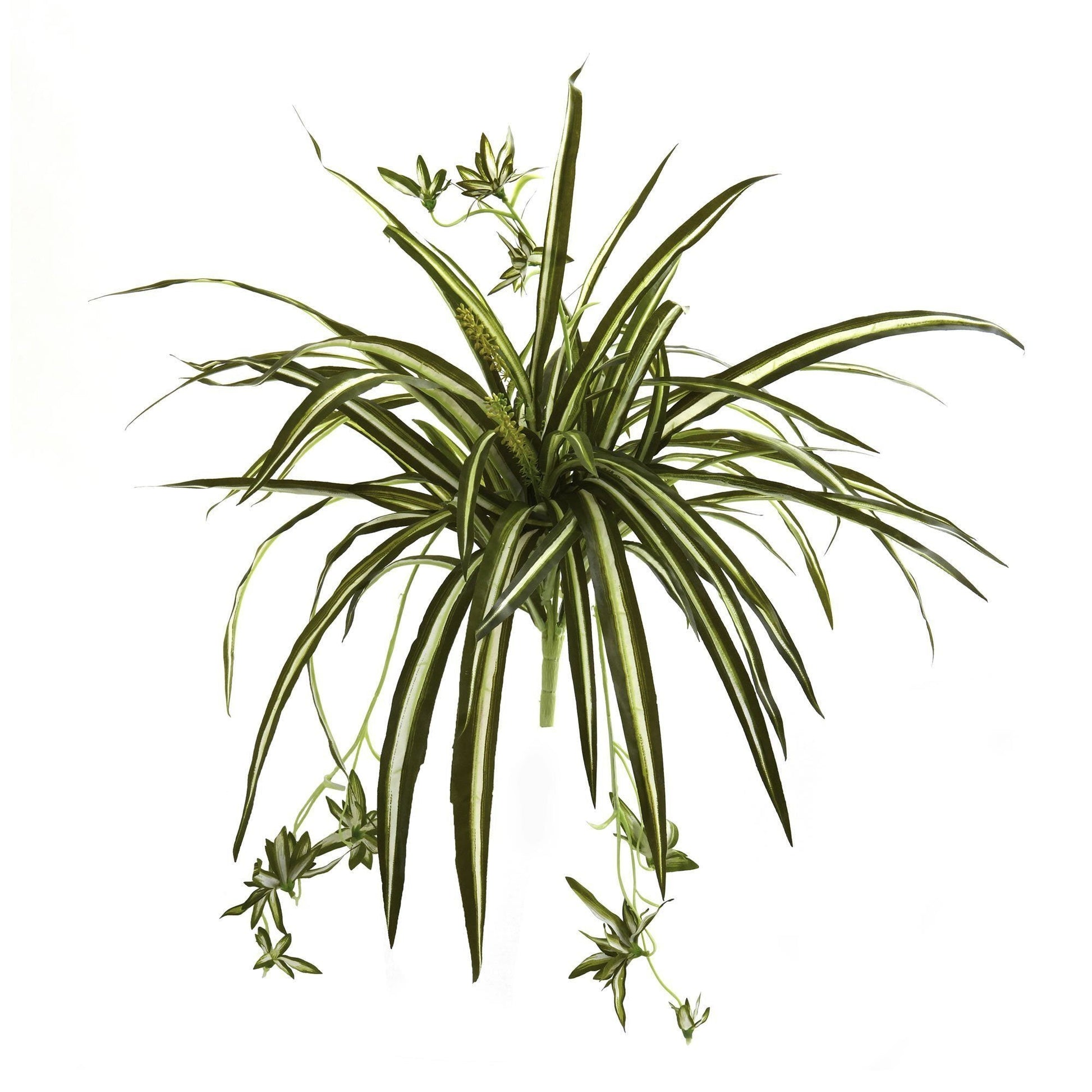 23” Spider Plant Bush (Set of 4) - Tampa Home & Garden Store