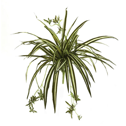 23” Spider Plant Bush (Set of 4) - Tampa Home & Garden Store