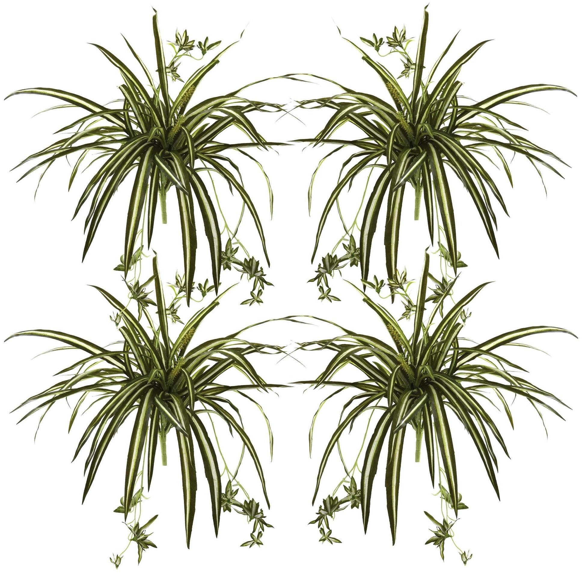 23” Spider Plant Bush (Set of 4) - Tampa Home & Garden Store