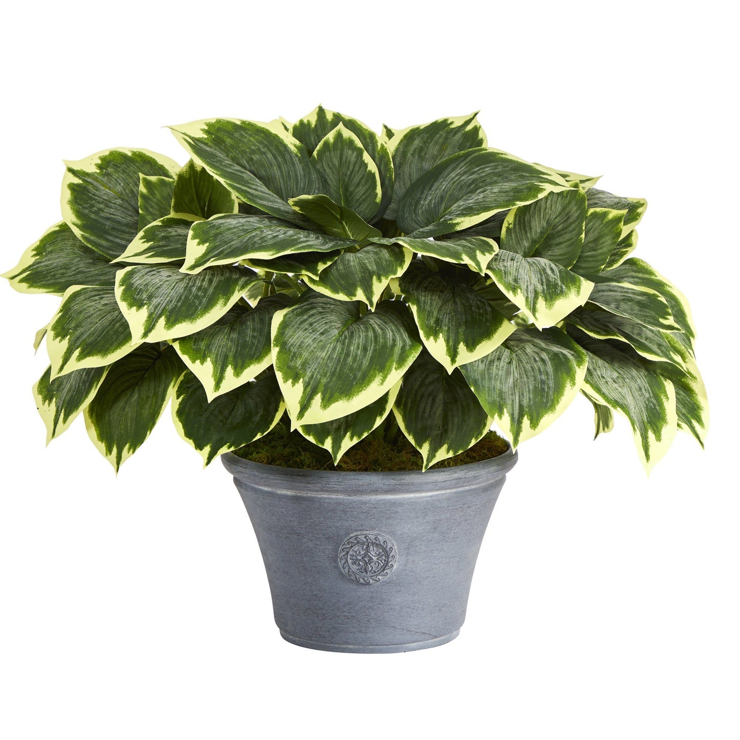 23” Variegated Hosta Artificial Plant in Gray Planter - Tampa Home & Garden Store