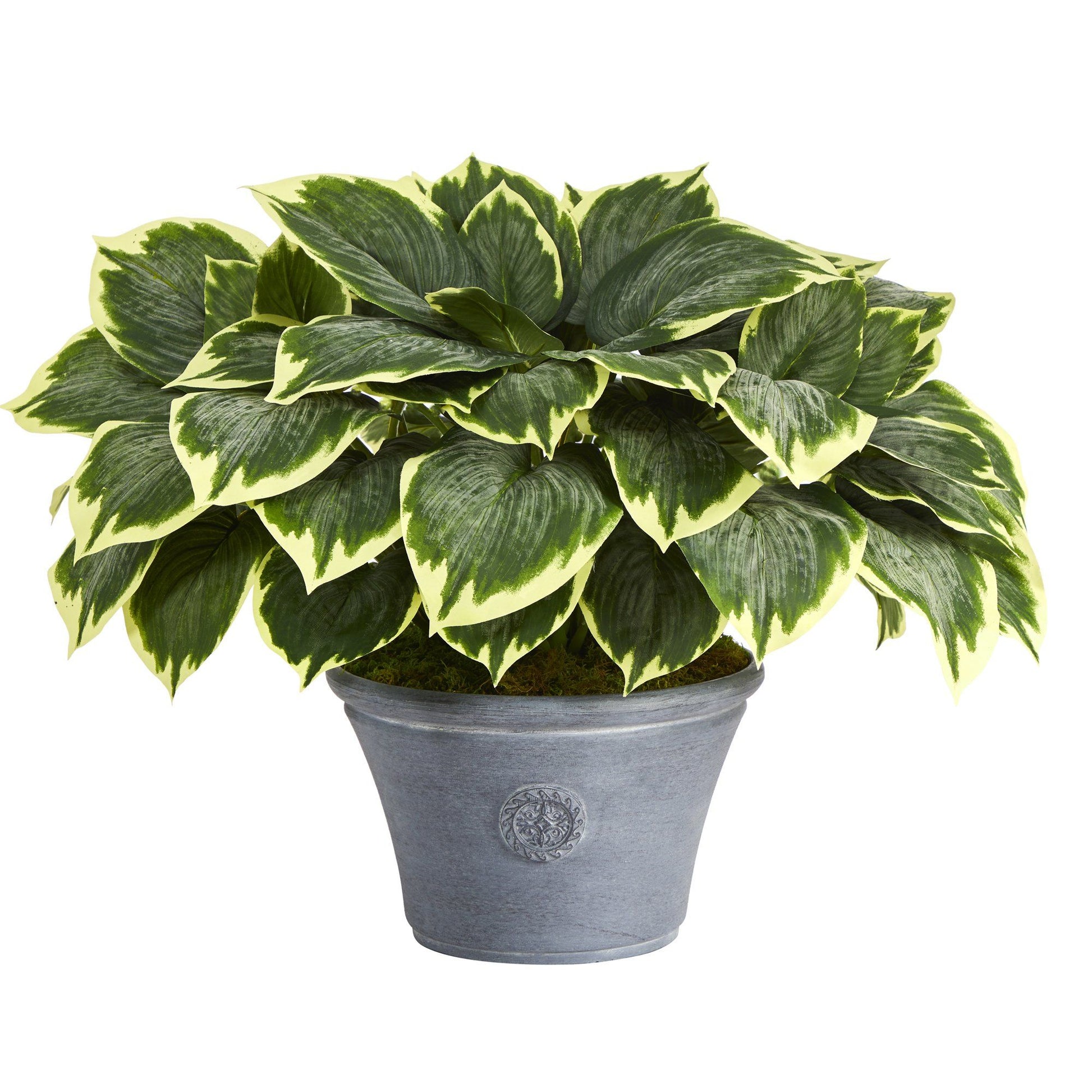 23” Variegated Hosta Artificial Plant in Gray Planter - Tampa Home & Garden Store