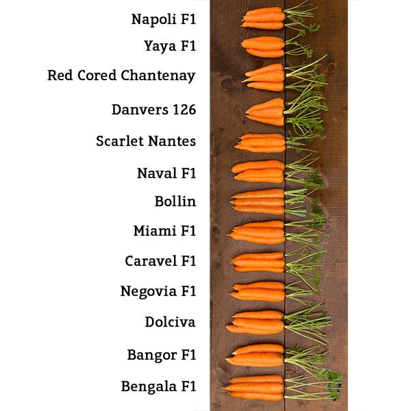 Naval F1 carrot seeds with orange roots on wood; thirteen varieties from Seedtime Store on Tampa Home & Garden Store