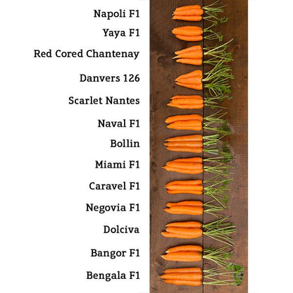 Naval F1 carrot seeds with orange roots on wood; thirteen varieties from Seedtime Store on Tampa Home & Garden Store