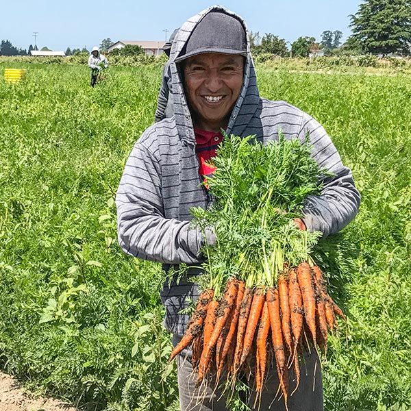 Naval F1 carrot seeds product; hoodie-clad farmer holds fresh orange carrots with greens Seedtime Store on Tampa Home & Garden Store