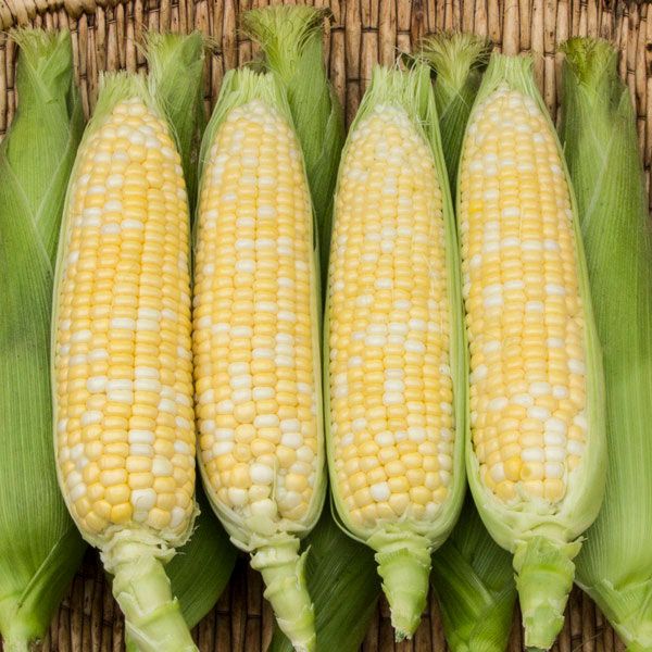 Enchanted F1 Sweet Corn ears four pale yellow kernels in green husks Seedtime Store on Tampa Home & Garden Store