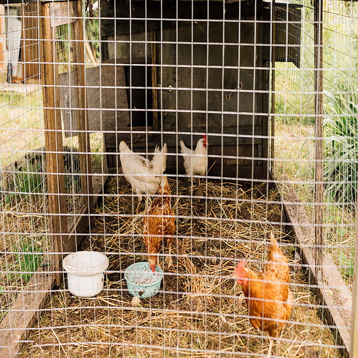 Galvanized Hardware Cloth and Wire Fence Roll