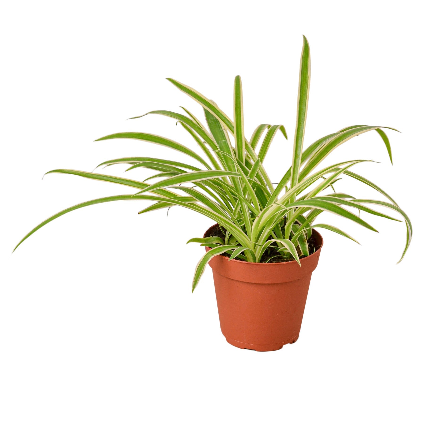Reverse Spider Plant variegated leaves in terracotta pot by Rooted Treasures Farms on Tampa Home & Garden Store